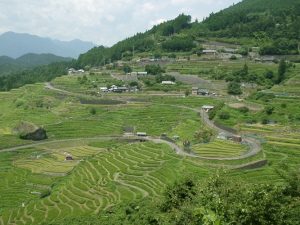 「丸山千枚田」　撮影者： 長尾雅彦 撮影地：三重県熊野市丸山千枚田　撮影日：2004年8月9日
