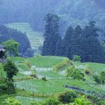 「滋賀県高島町畑」　撮影者：中野浩行 撮影地：滋賀県高島町畑　撮影日：2006年5月18日