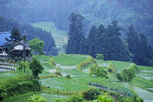 「滋賀県高島町畑」　撮影者：中野浩行 撮影地：滋賀県高島町畑　撮影日：2006年5月18日