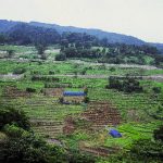 「福井県梨ヶ平地区」　撮影者：中野浩行　撮影地：福井県梨ヶ平地区 　撮影日：2006年7月20日