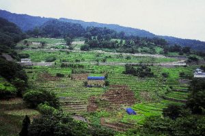 「福井県梨ヶ平地区」　撮影者：中野浩行　撮影地：福井県梨ヶ平地区 　撮影日：2006年7月20日