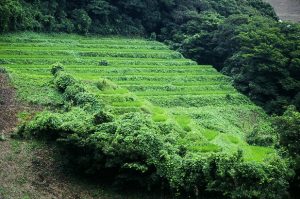 「福井県梨ヶ平地区」　撮影者：中野浩行　撮影地：福井県梨ヶ平地区 　撮影日：2006年7月20日