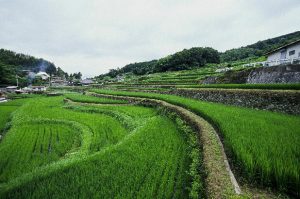 「兵庫県佐用町の乙大木谷　」　撮影者：中野浩行 撮影地：兵庫県佐用町乙大木谷　　撮影日：2006年8月3日
