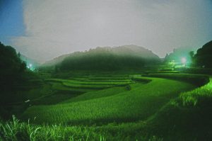 「滋賀県高島町畑」　撮影者：中野浩行 撮影地：滋賀県高島町畑　撮影日：2006年5月18日