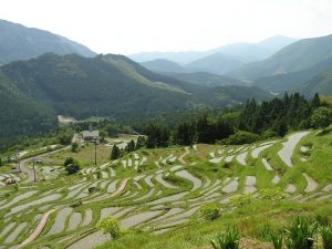 「三重県丸山千枚田」　撮影者：藤井一至 撮影地：三重県丸山千枚田　撮影日