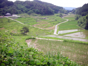 「長野県飯田市　よこね田んぼ」　撮影者：岡田　洋民　撮影地：長野県飯田市・よこね田んぼ　撮影日：2014年6月19日