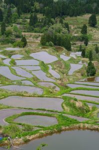 「新潟県十日町市松之山」　撮影者：幸田容子　撮影地：新潟県十日町市松之山　撮影日：平成21年5月7日