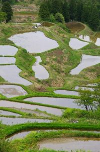 「新潟県十日町市松之山」　撮影者：幸田容子　撮影地：新潟県十日町市松之山　撮影日：平成21年5月7日