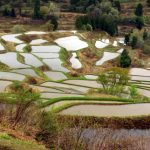「十日町市　星峠の棚田」　撮影者：中野力　撮影地：新潟県十日町市星峠の棚田　撮影日：平成22年5月13日