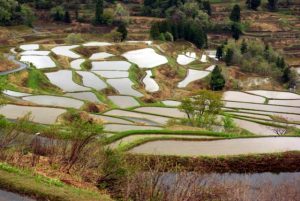 「十日町市　星峠の棚田」　撮影者：中野力　撮影地：新潟県十日町市星峠の棚田　撮影日：平成22年5月13日