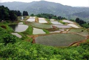 「新潟県山古志村」　撮影者：中野力　撮影地：新潟県山古志村の棚田　撮影日：平成22年6月18日