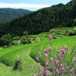 滋賀県高島市の畑棚田。稲作地域なのに、地名が”畑”というのはどうしてだろう。 撮影者：上田　和彦　撮影地：滋賀県高島市　撮影日：2010年8月6日