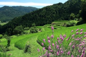 滋賀県高島市の畑棚田。稲作地域なのに、地名が”畑”というのはどうしてだろう。 撮影者：上田　和彦　撮影地：滋賀県高島市　撮影日：2010年8月6日