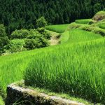 滋賀県高島市の畑棚田。稲作地域なのに、地名が”畑”というのはどうしてだろう。 撮影者：上田　和彦　撮影地：滋賀県高島市　撮影日：2010年8月6日