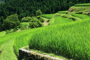 滋賀県高島市の畑棚田。稲作地域なのに、地名が”畑”というのはどうしてだろう。 撮影者：上田　和彦　撮影地：滋賀県高島市　撮影日：2010年8月6日