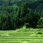 滋賀県高島市の畑棚田。稲作地域なのに、地名が”畑”というのはどうしてだろう。 撮影者：上田　和彦　撮影地：滋賀県高島市　撮影日：2010年8月6日