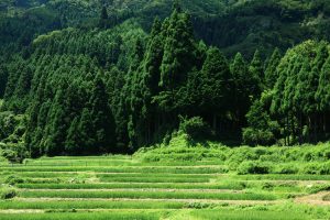 滋賀県高島市の畑棚田。稲作地域なのに、地名が”畑”というのはどうしてだろう。 撮影者：上田　和彦　撮影地：滋賀県高島市　撮影日：2010年8月6日
