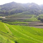 長澤棚田 撮影者：内田 千鶴　撮影地：長澤棚田（淡路島／兵庫県）　撮影日：2012年8月12日