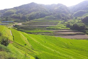 長澤棚田 撮影者：内田 千鶴　撮影地：長澤棚田（淡路島／兵庫県）　撮影日：2012年8月12日