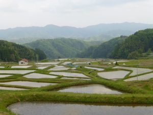 山王寺の棚田 撮影者：高畑 裕美　撮影地：島根県　山王寺　撮影日：2013年5月15日