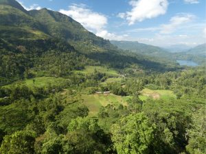 スリランカの棚田 撮影者：石川公康　撮影地：スリランカ ヌワラエリヤ　撮影日：2019年1月14日