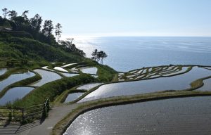 白米千枚田