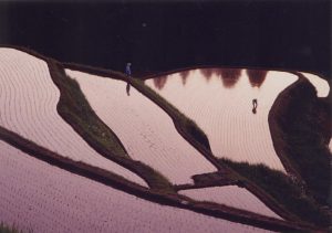 「夕暮れの棚田」　撮影者：佐藤眞一　撮影地：鹿児島県金峰町