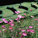 「コスモス」　撮影者：織田寧人 撮影地：福岡県苅田町等覚寺　撮影日：2000年10月3日