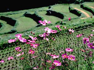 「コスモス」　撮影者：織田寧人 撮影地：福岡県苅田町等覚寺　撮影日：2000年10月3日