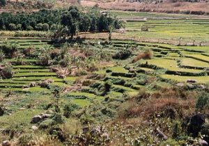 「ベトナム国・ダラット」　撮影者：鈴木正昭 撮影地：ベトナム国・ダラット　撮影日：1998年1月26日