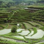 「別府の内成」　撮影者：平川秀徳 撮影地：大分県別府市内成　撮影日：2001年6月2日