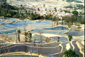 「菁口の棚田」　撮影者：Lydia 撮影地：菁口の棚田