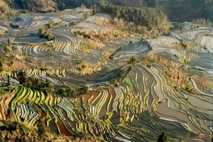「老虎嘴の棚田」　撮影者：Lydia　撮影地：老虎嘴の棚田