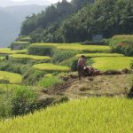 「久木野の棚田」　撮影者：前川俊清 撮影地：熊本県水俣市久木野