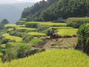 「久木野の棚田」　撮影者：前川俊清 撮影地：熊本県水俣市久木野