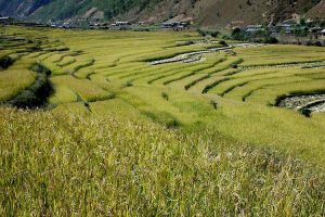 「海抜2500ｍの棚田」　撮影者：角尾貞之 撮影地：中国雲南省麗江地区　撮影日：2004年10月22日