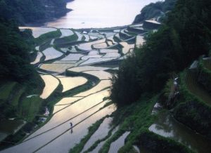 「玄海町浜の浦」　撮影者：昼間義雄 撮影地：玄海町浜の浦　撮影日：2003年5月