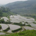 「別府市内成地区の棚田」　撮影者：梨アグリ 撮影地：別府市内成地区　撮影日：2005年6月4日