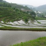 「別府市内成地区の棚田」　撮影者：梨アグリ 撮影地：別府市内成地区　撮影日：2005年6月4日