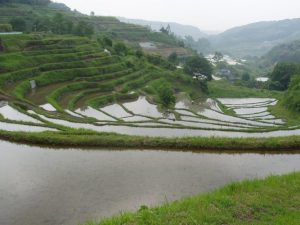 「別府市内成地区の棚田」　撮影者：梨アグリ 撮影地：別府市内成地区　撮影日：2005年6月4日