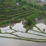 「別府市内成地区の棚田3」　撮影者：梨アグリ 撮影地：別府市内成地区　撮影日：2005年6月4日