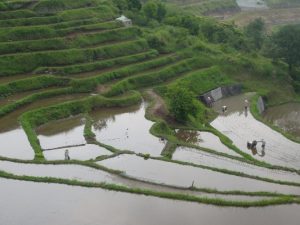 「別府市内成地区の棚田3」　撮影者：梨アグリ 撮影地：別府市内成地区　撮影日：2005年6月4日