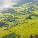 「中国の棚田1」　撮影者：加藤国章　撮影地：中国雲南省羅平　撮影日：2005年2月25日