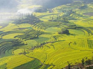 「中国の棚田1」　撮影者：加藤国章　撮影地：中国雲南省羅平　撮影日：2005年2月25日