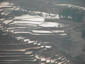 「中国の棚田」　撮影者：加藤国章　撮影地：中国雲南省元陽　撮影日：2005年2月20日