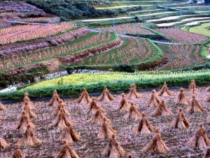 「岡山県美咲町おおはが西」撮影者：長尾雅彦 撮影地：岡山県美咲町　撮影日：2005年9月14日