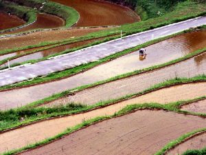 「岡山県美咲町おおはが西」撮影者：長尾雅彦 撮影地：岡山県美咲町　撮影日：2005年9月14日