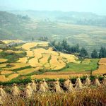 「秋の棚田」　撮影者：角尾貞之　撮影地：中国貴州省　撮影日：2006年9月20日