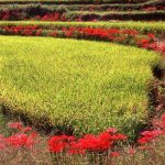 「岡山県岡山市足守地区」撮影者：坂井正樹 撮影地：岡山県岡山市足守地区　撮影日：2006年9月27日