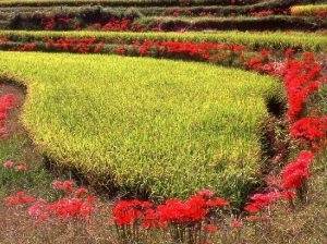 「岡山県岡山市足守地区」撮影者：坂井正樹 撮影地：岡山県岡山市足守地区　撮影日：2006年9月27日